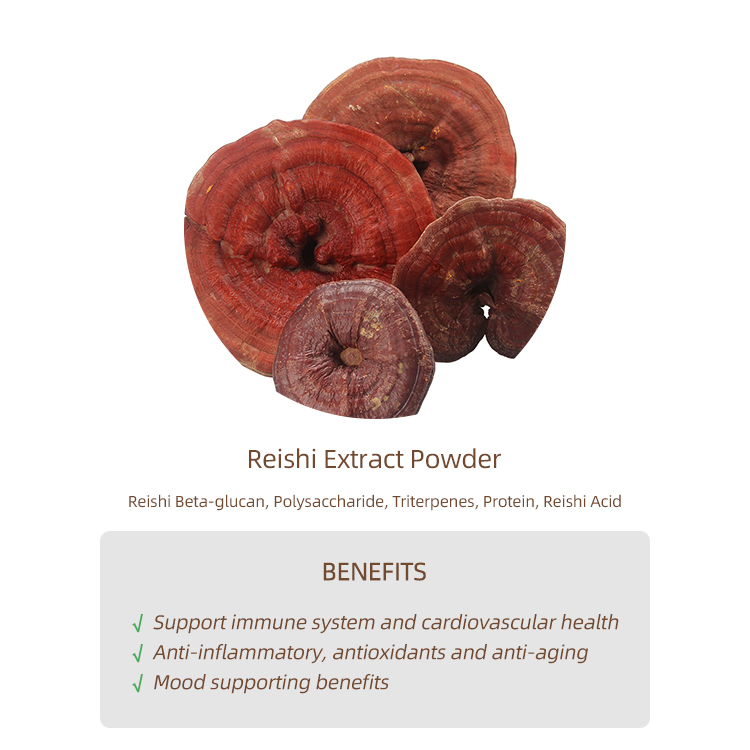 Best Red Reishi Extracts with Smooth Texture for Gourmet Use